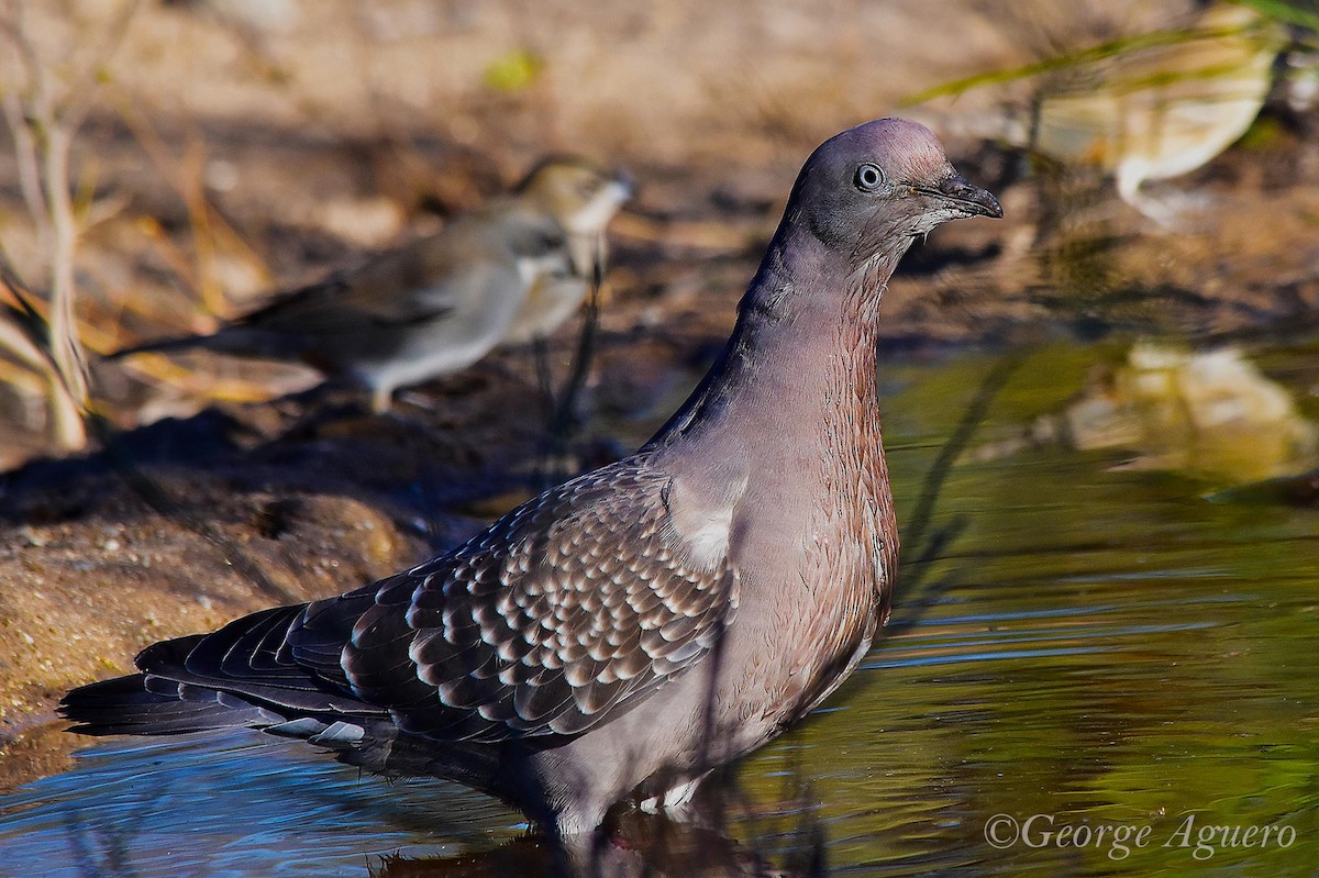 Spot-winged Pigeon - ML98940501