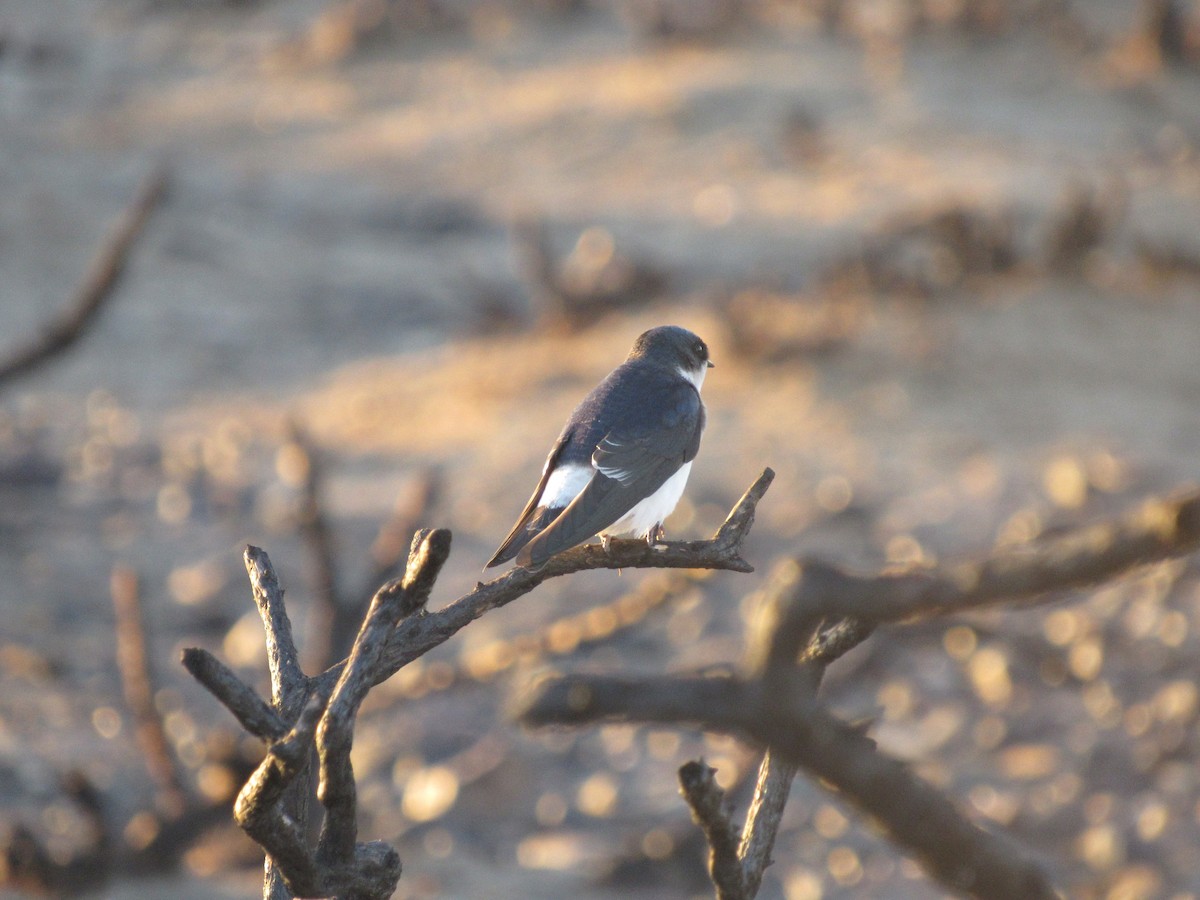 Golondrina Chilena - ML98942061