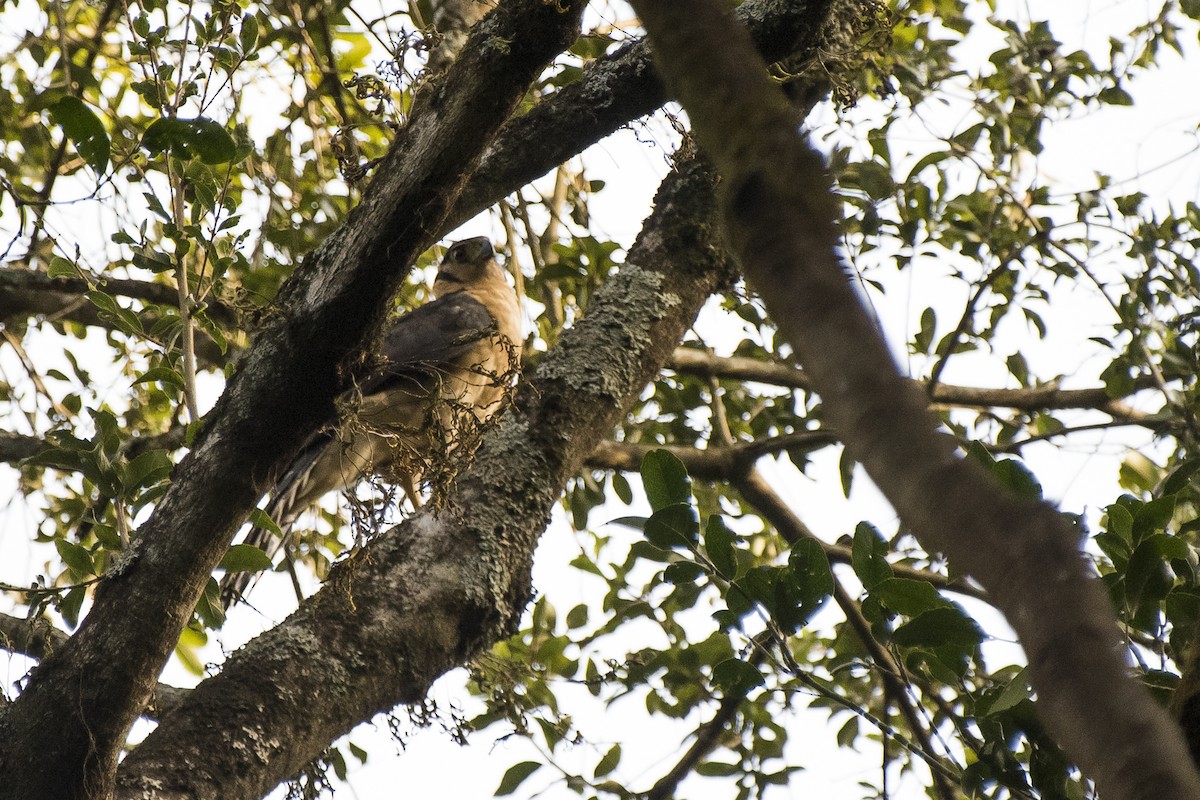 Collared Forest-Falcon - Luiz Carlos Ramassotti