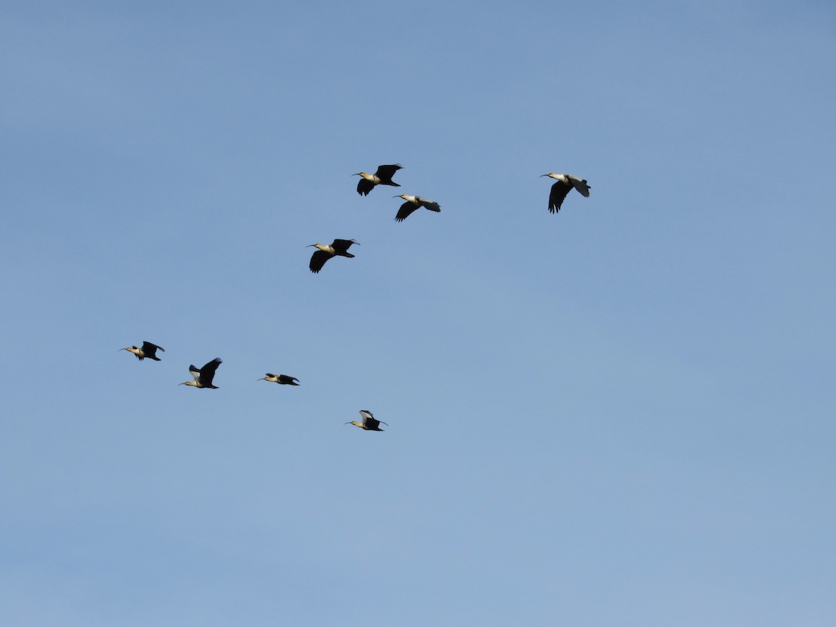 Black-faced Ibis - ML98944011