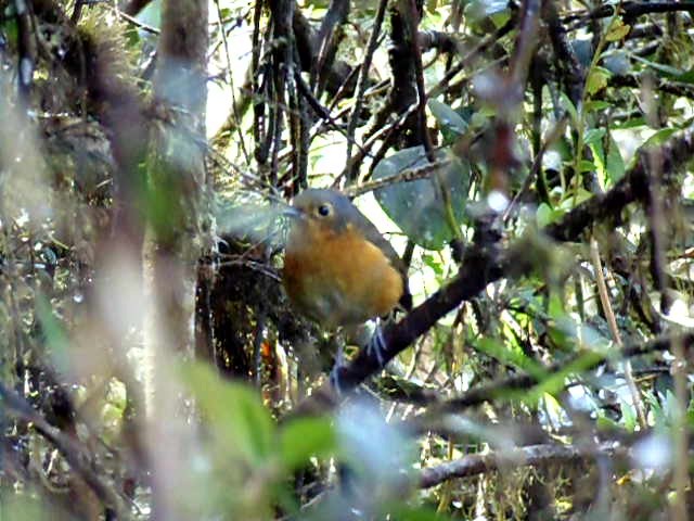 Slate-crowned Antpitta - ML98944511