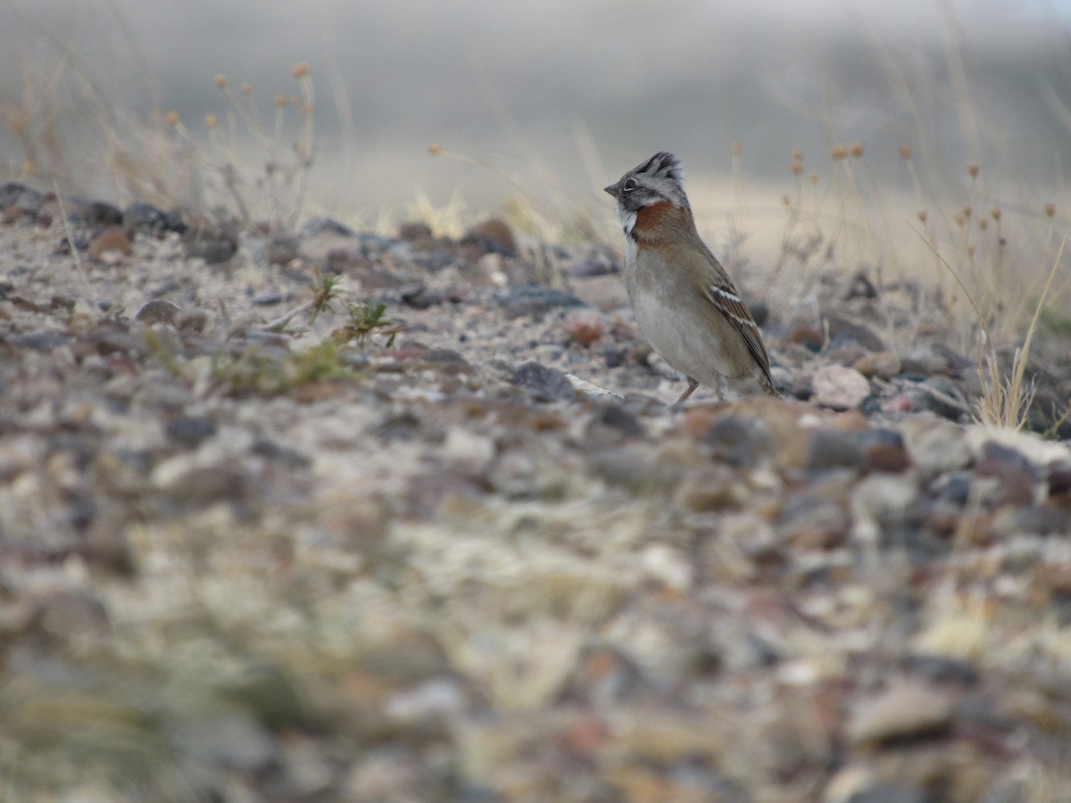 Rufous-collared Sparrow - ML98945991