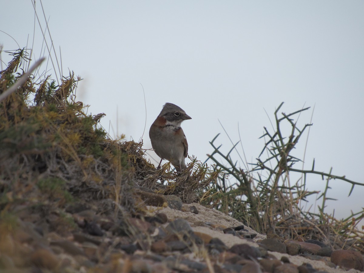 Rufous-collared Sparrow - ML98946021