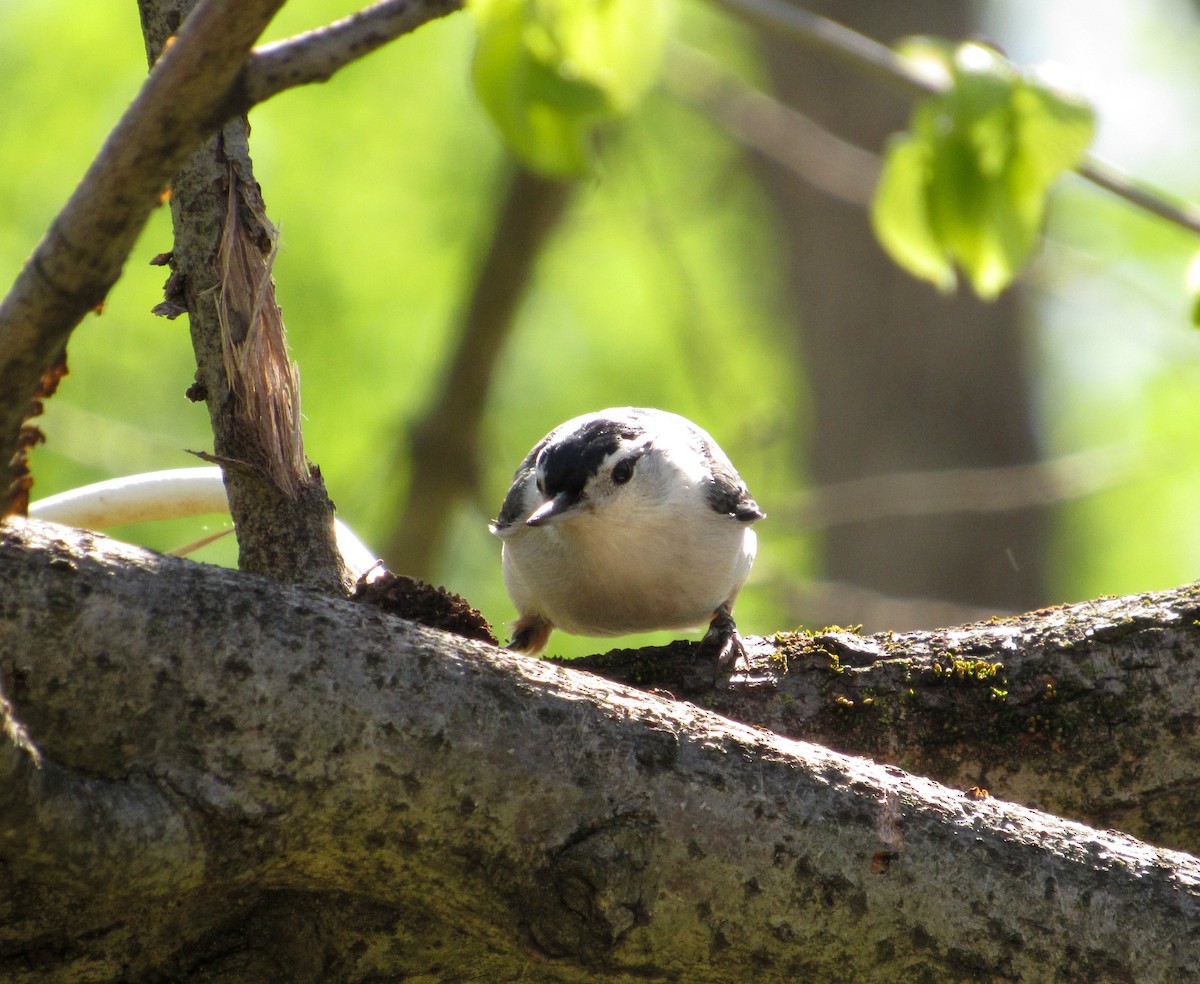 White-breasted Nuthatch - ML98946471