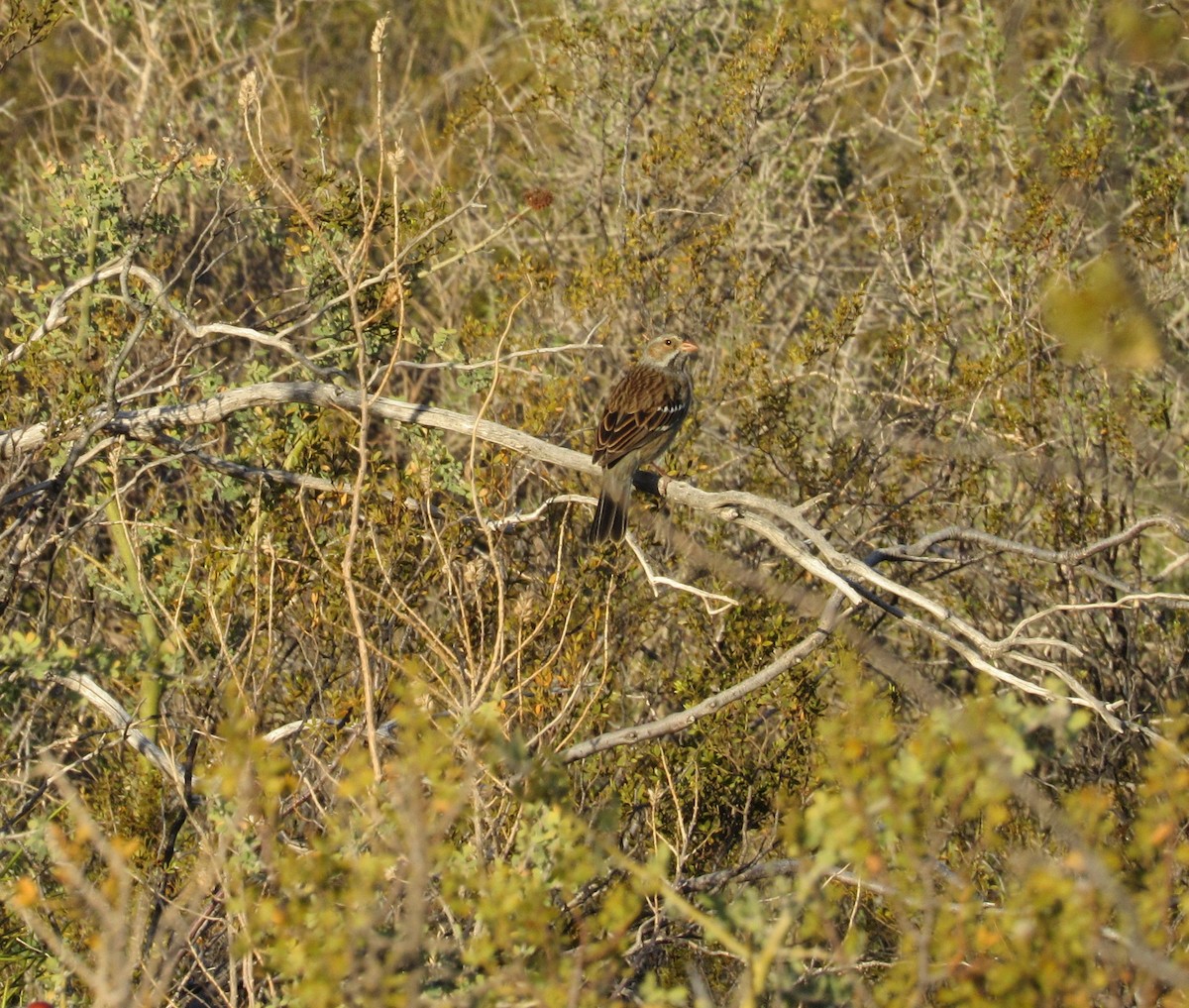 Mourning Sierra Finch - ML98946821