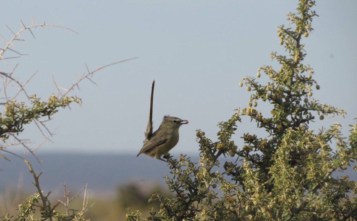 Greater Wagtail-Tyrant - ML98948261