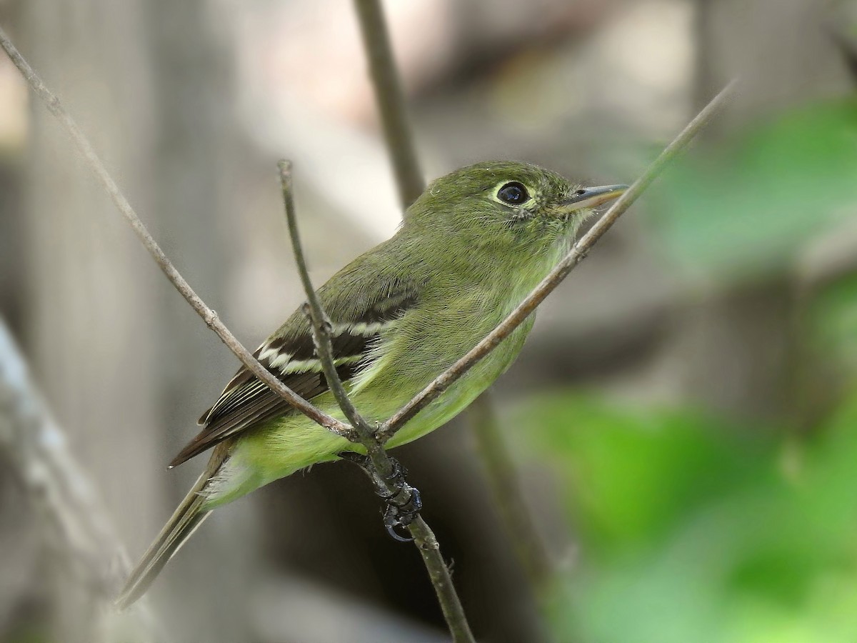 Yellow-bellied Flycatcher - ML98948801