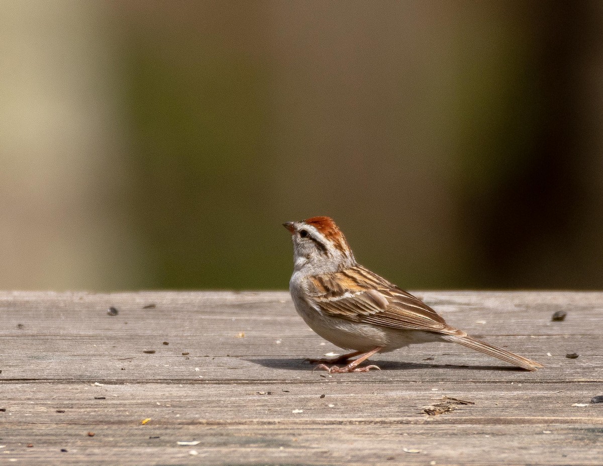 Chipping Sparrow - Jay Heiser