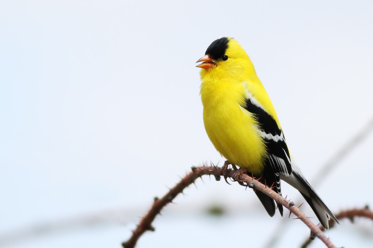 American Goldfinch - ML98951061