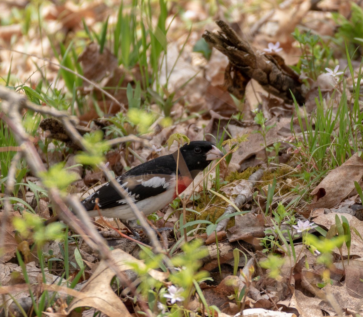 Cardinal à poitrine rose - ML98951271