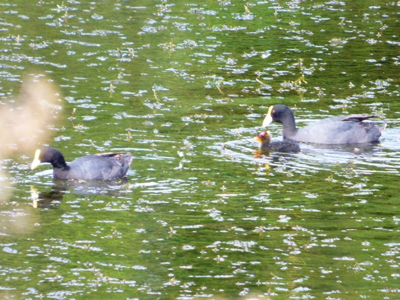 White-winged Coot - ML98951581