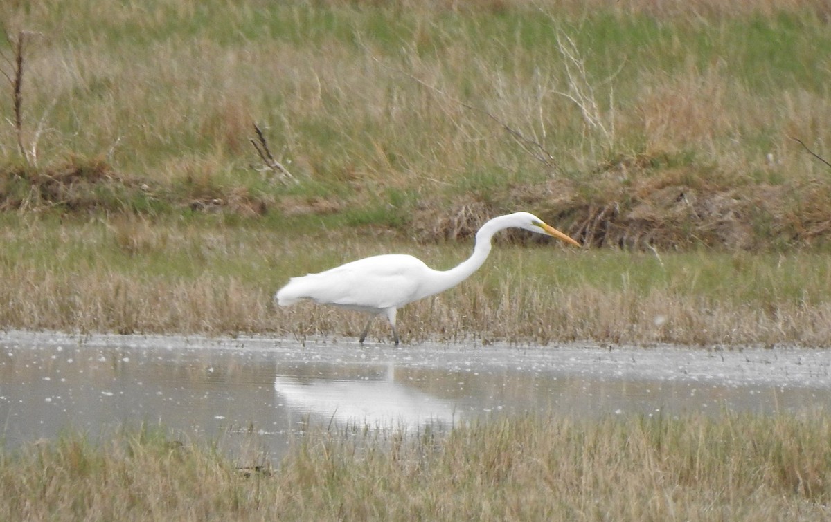 Great Egret - Monte Neate-Clegg