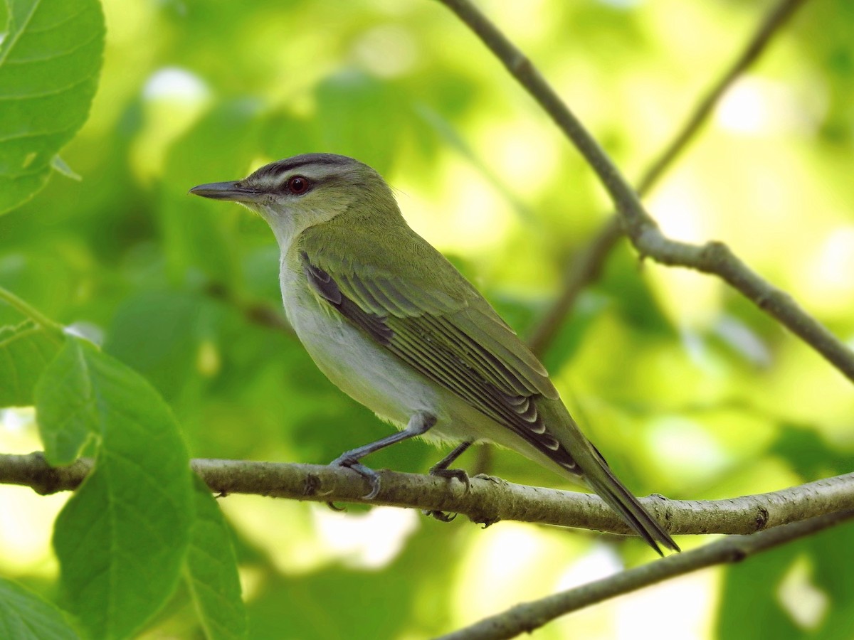 Kızıl Gözlü Vireo - ML98952531