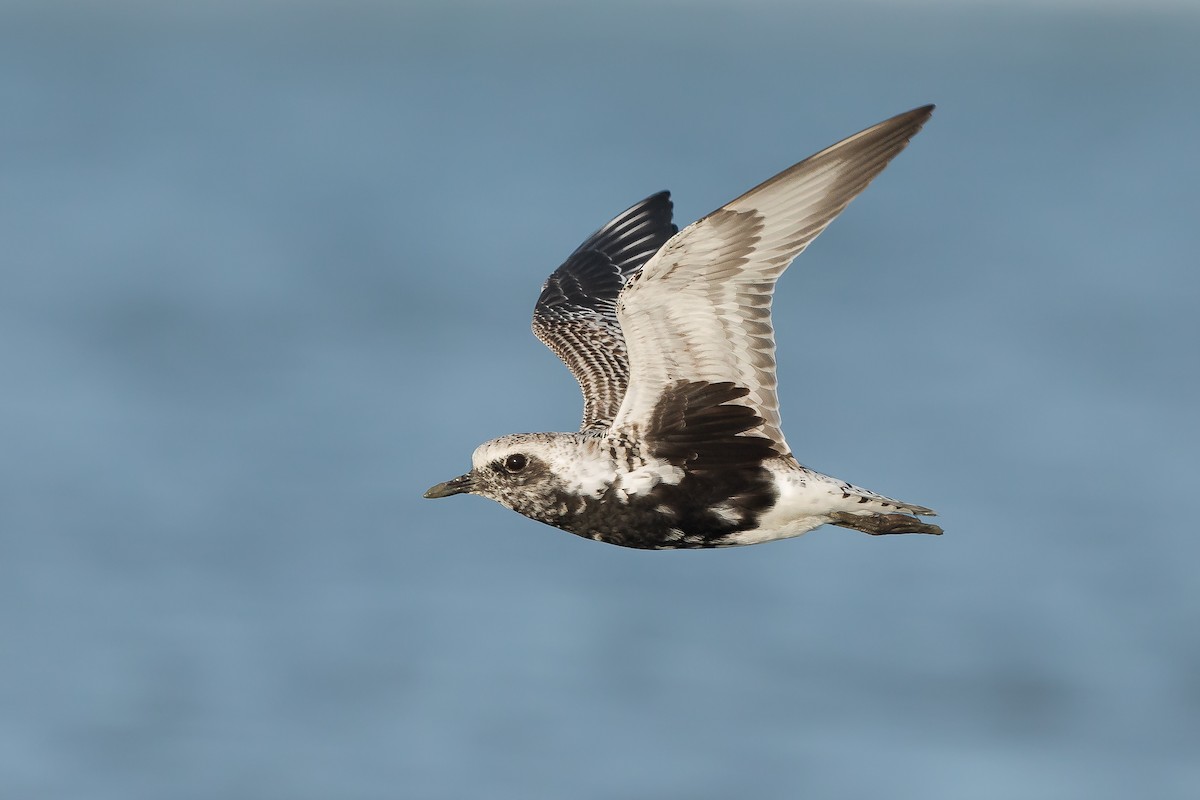 Black-bellied Plover - ML98953291