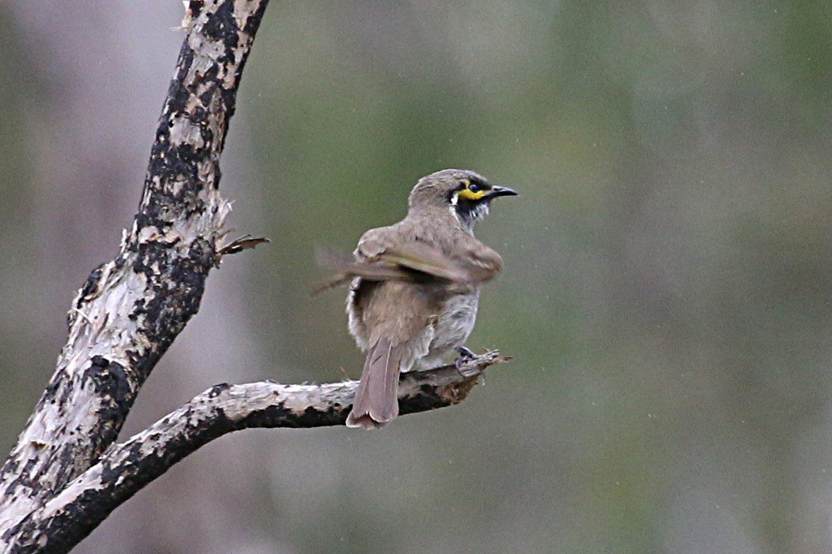 Yellow-faced Honeyeater - ML98956031