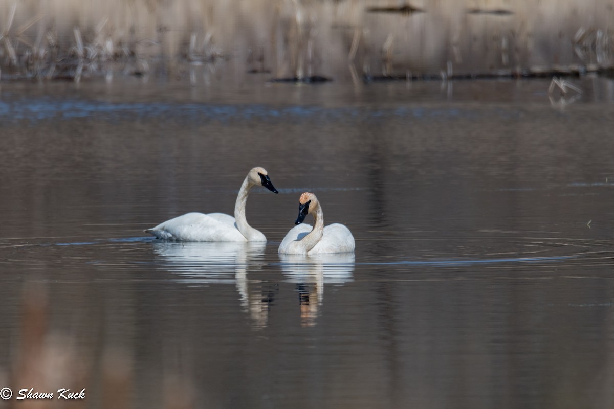 Trumpeter Swan - Shawn Kuck