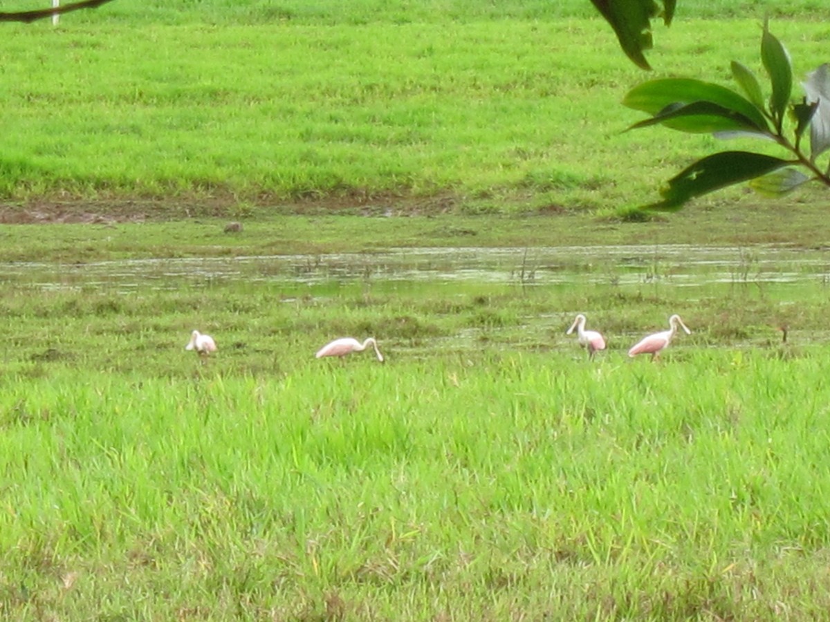 Roseate Spoonbill - ML98958261