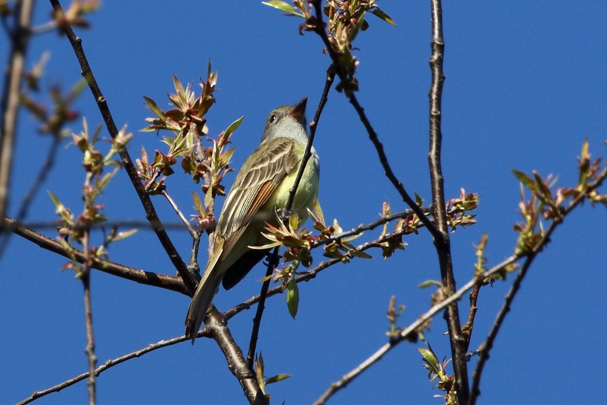 Great Crested Flycatcher - ML98958701