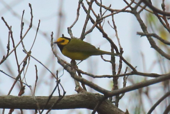 Hooded Warbler - ML98958761
