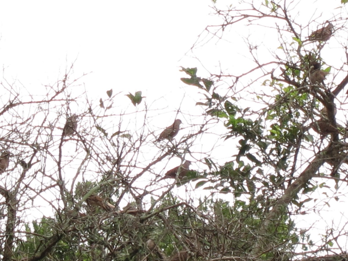 Ruddy Ground Dove - ML98959901