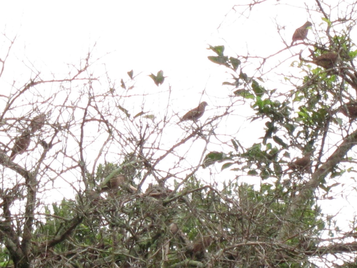 Ruddy Ground Dove - Esteban Mauricio Castillo Burgos