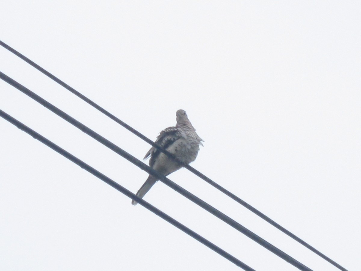 Scaled Dove - ML98960031