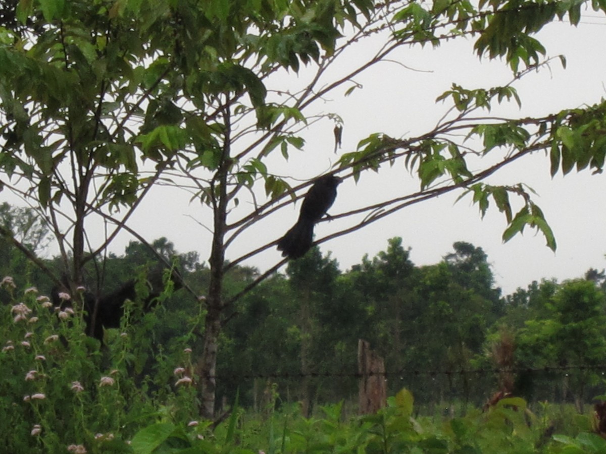 Smooth-billed Ani - ML98960471