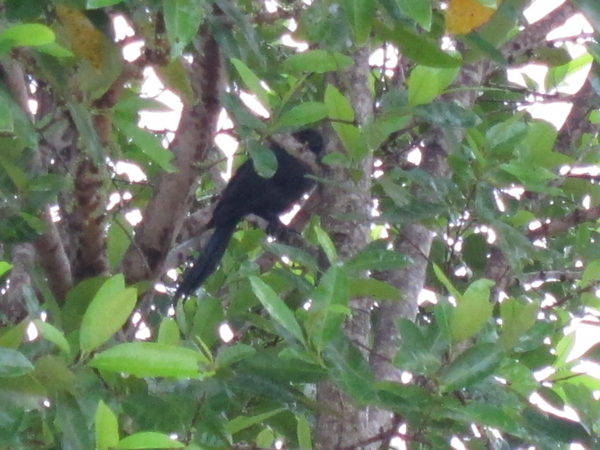 Smooth-billed Ani - ML98960531