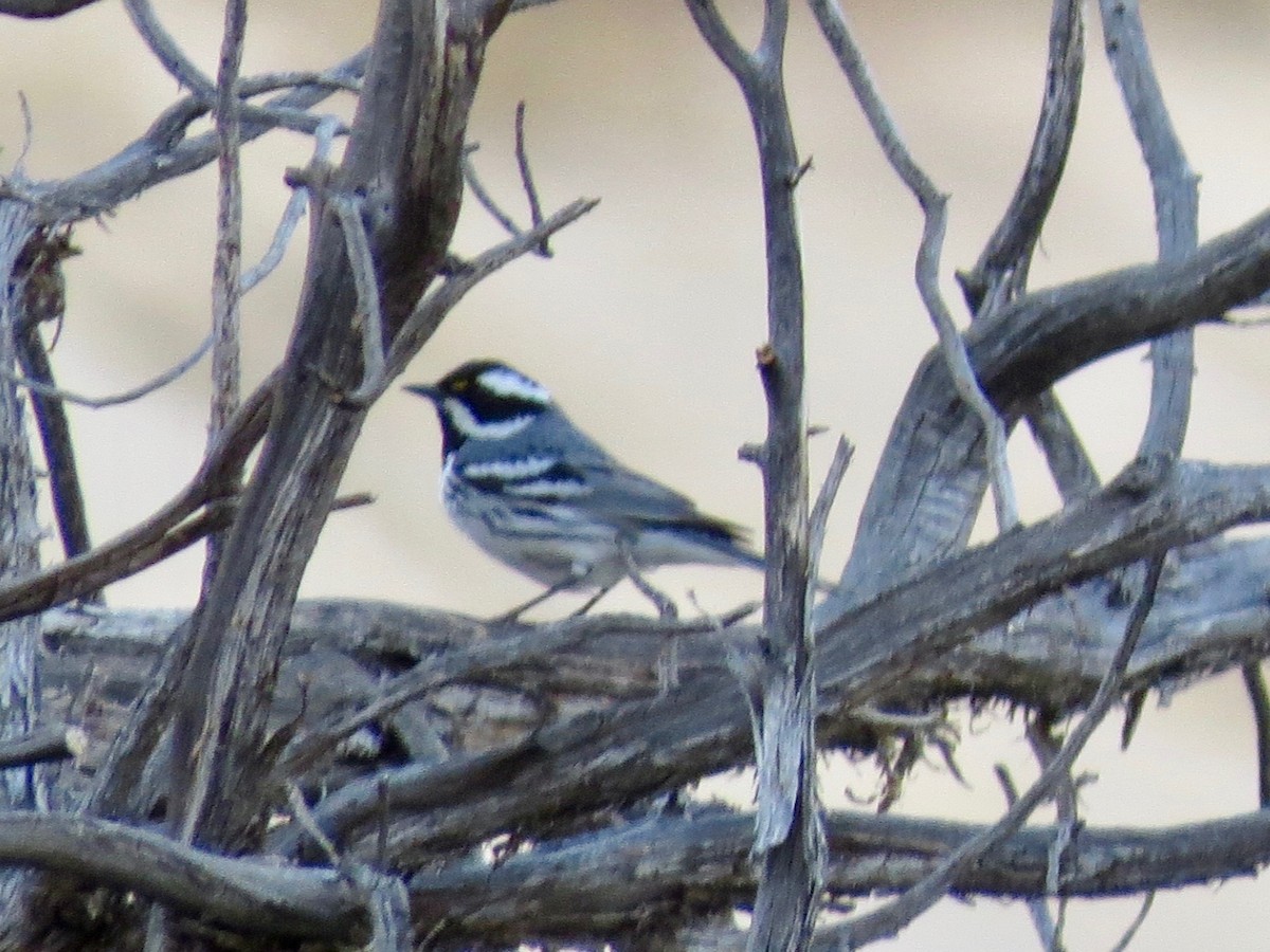 Black-throated Gray Warbler - Sharyn Isom