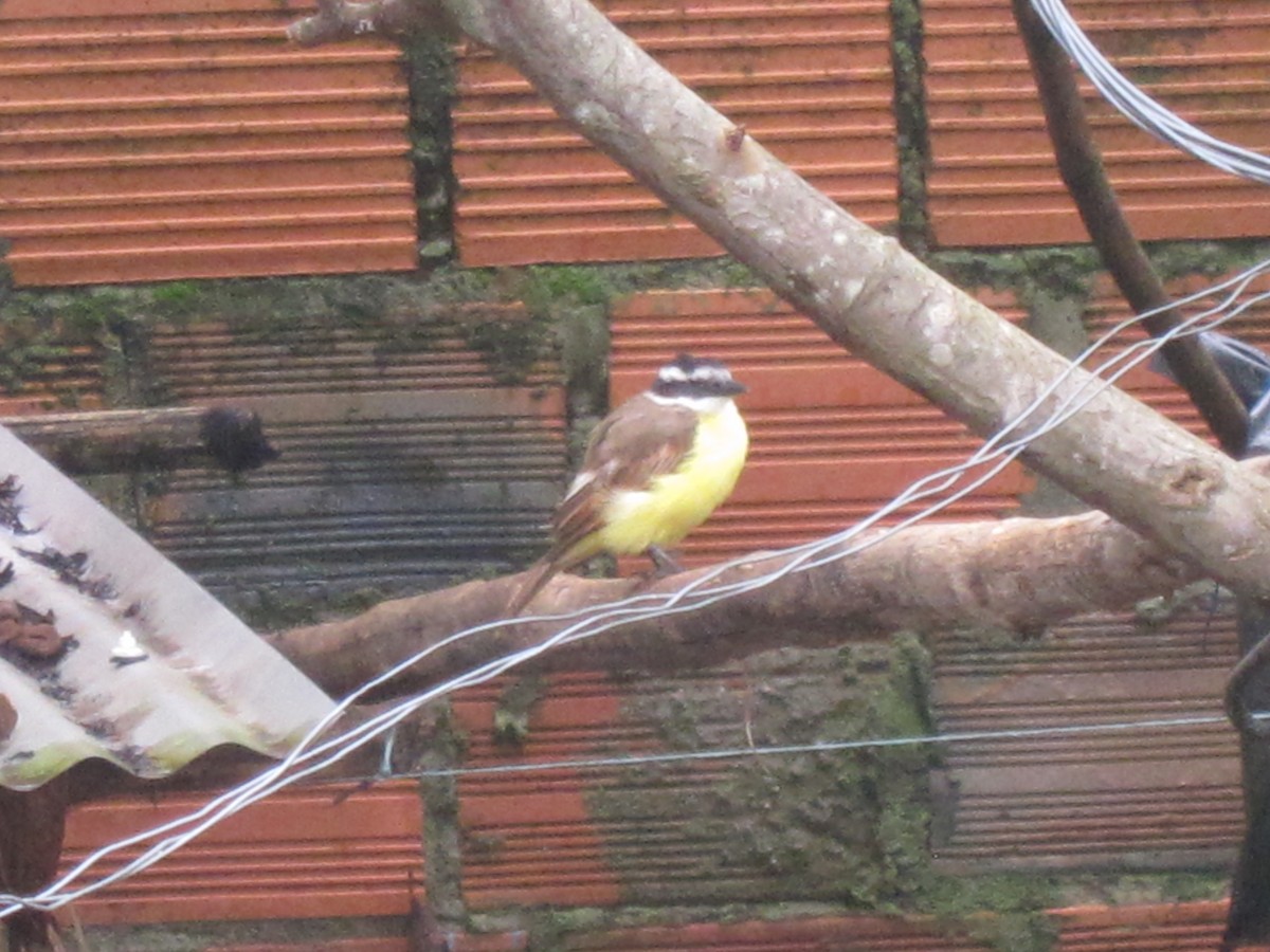 Great Kiskadee - ML98962881