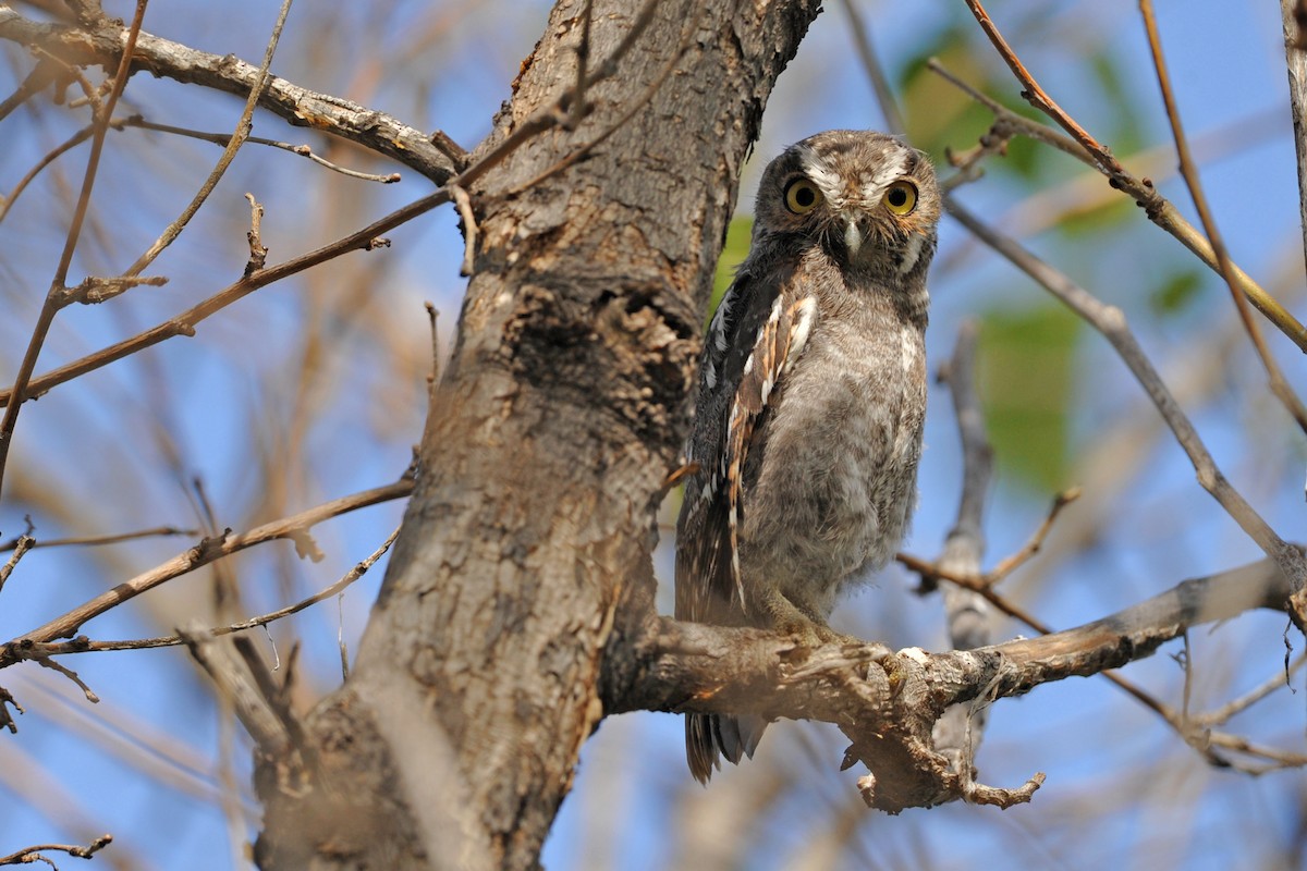 Elf Owl - Bryan Calk