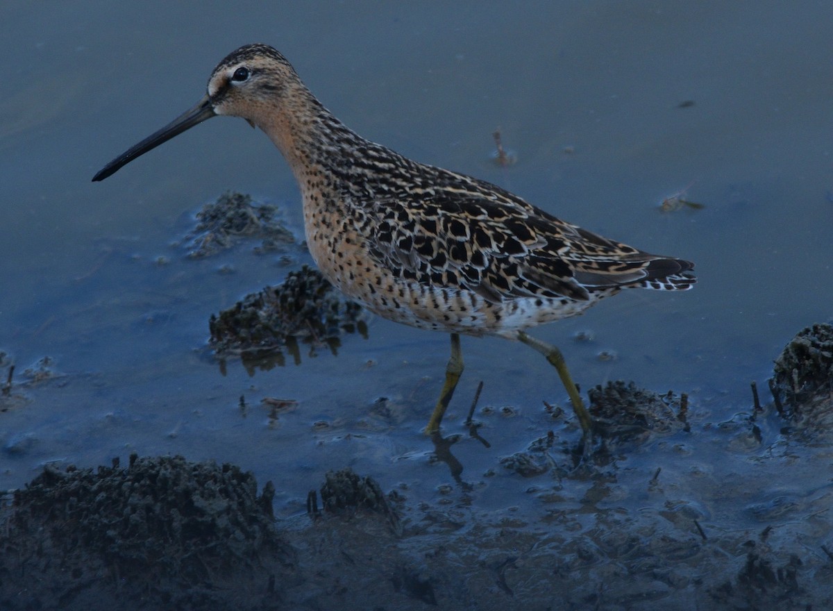 Short-billed Dowitcher - Paul Conover