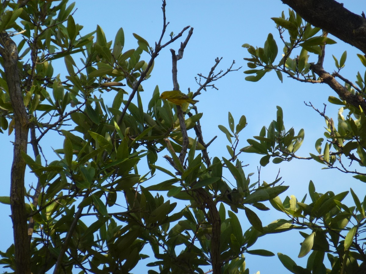 Yellow Warbler - Vanburen Ward Bolivar