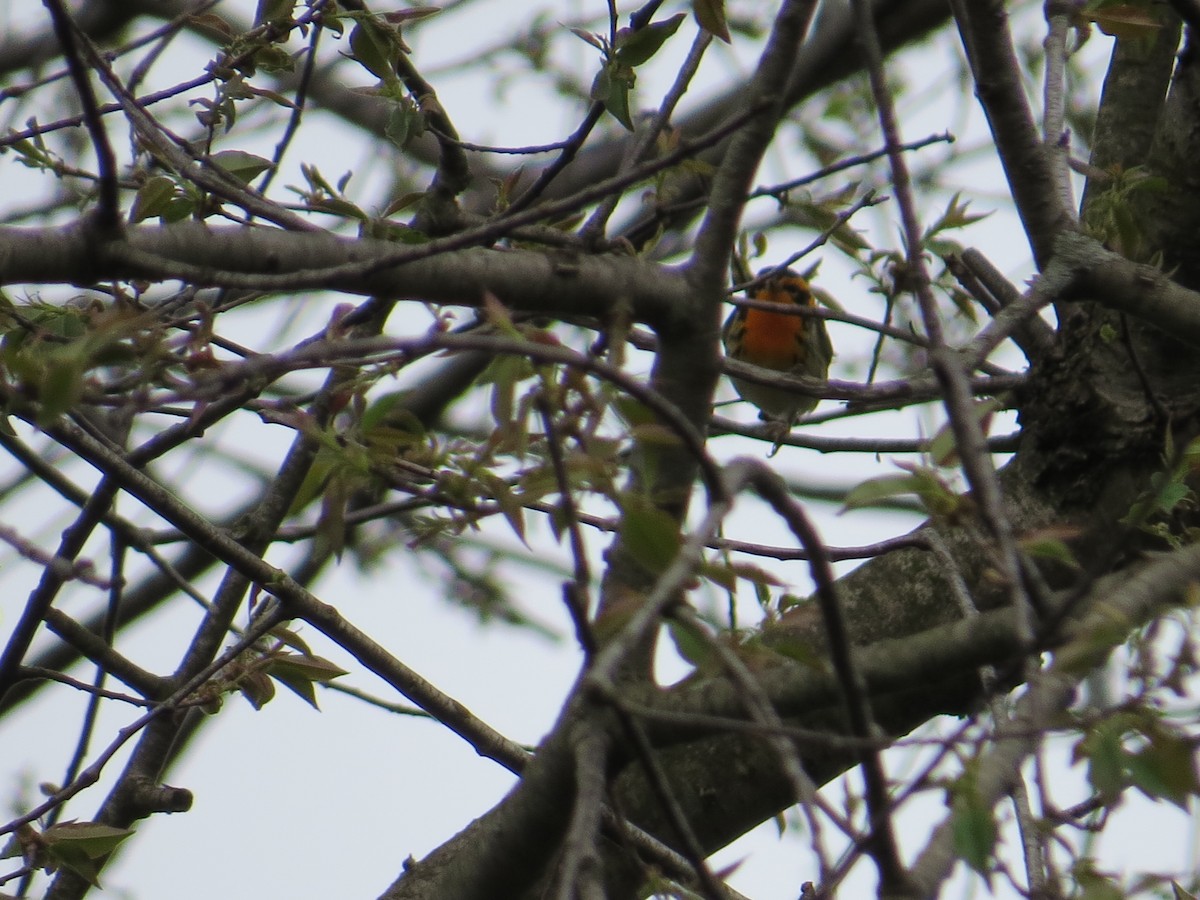 Paruline à gorge orangée - ML98967961