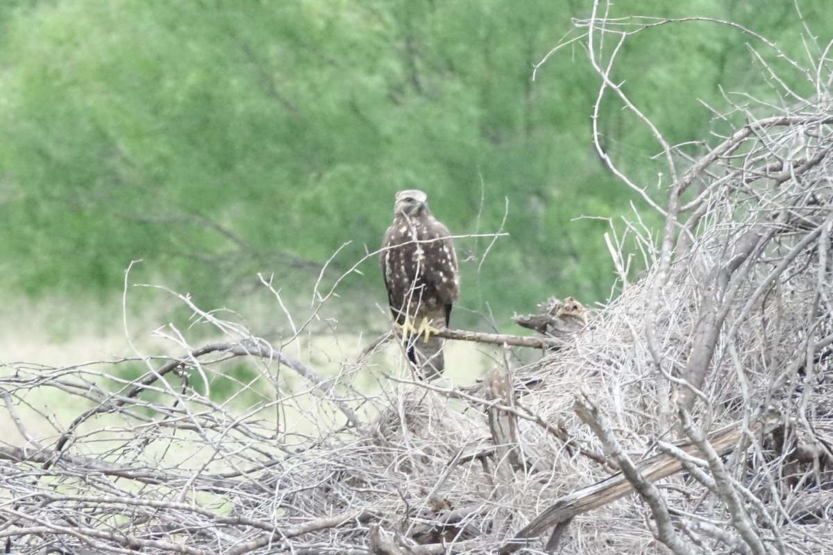 Swainson's Hawk - ML98968611