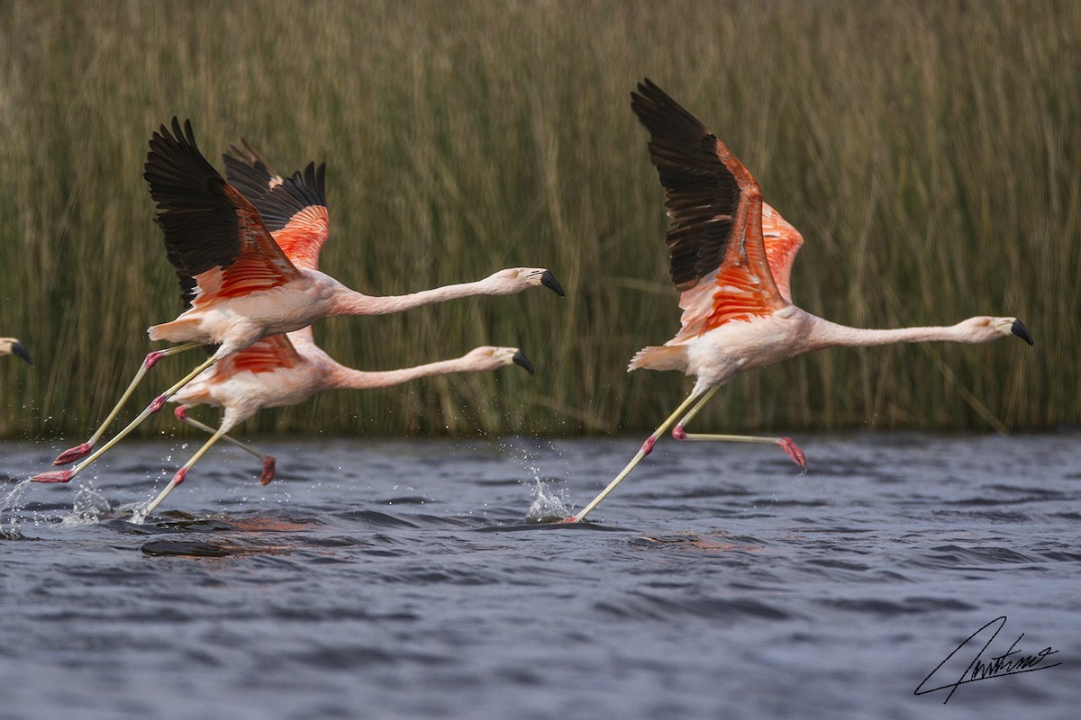 Chilean Flamingo - ML98968991