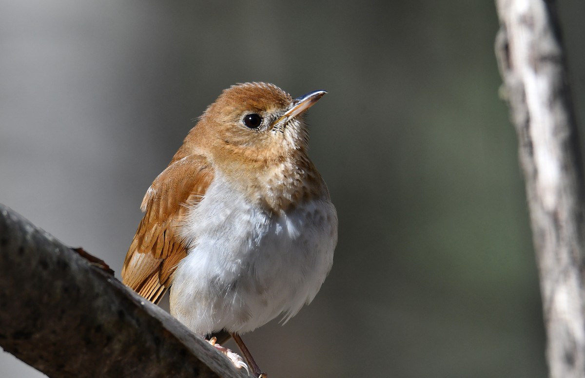 Veery - André Lanouette
