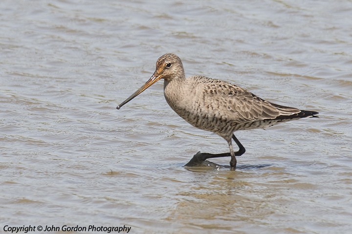 Hudsonian Godwit - John Gordon