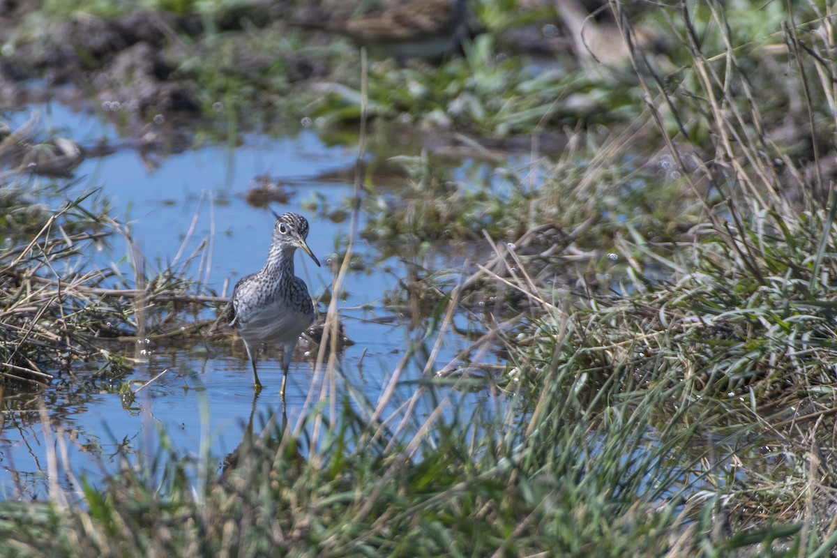 Solitary Sandpiper - ML98974661