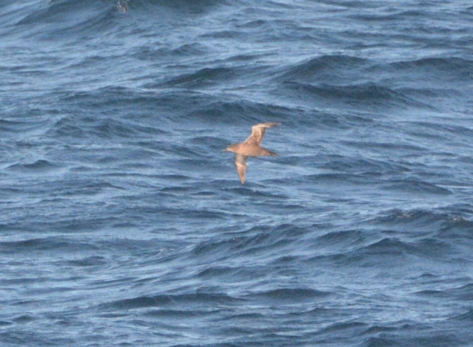 Sooty Shearwater - ML98974891