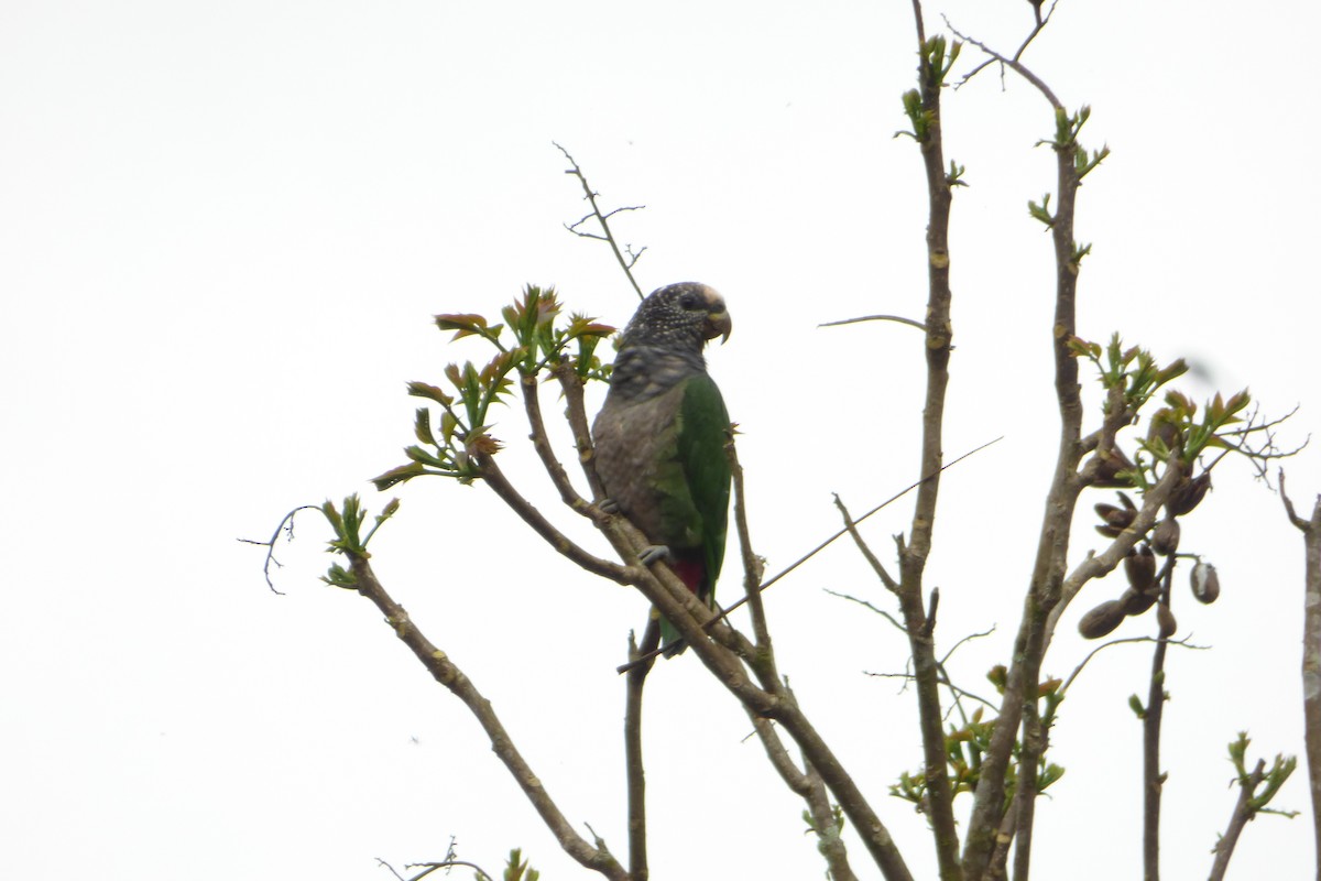 Speckle-faced Parrot - ML98978311