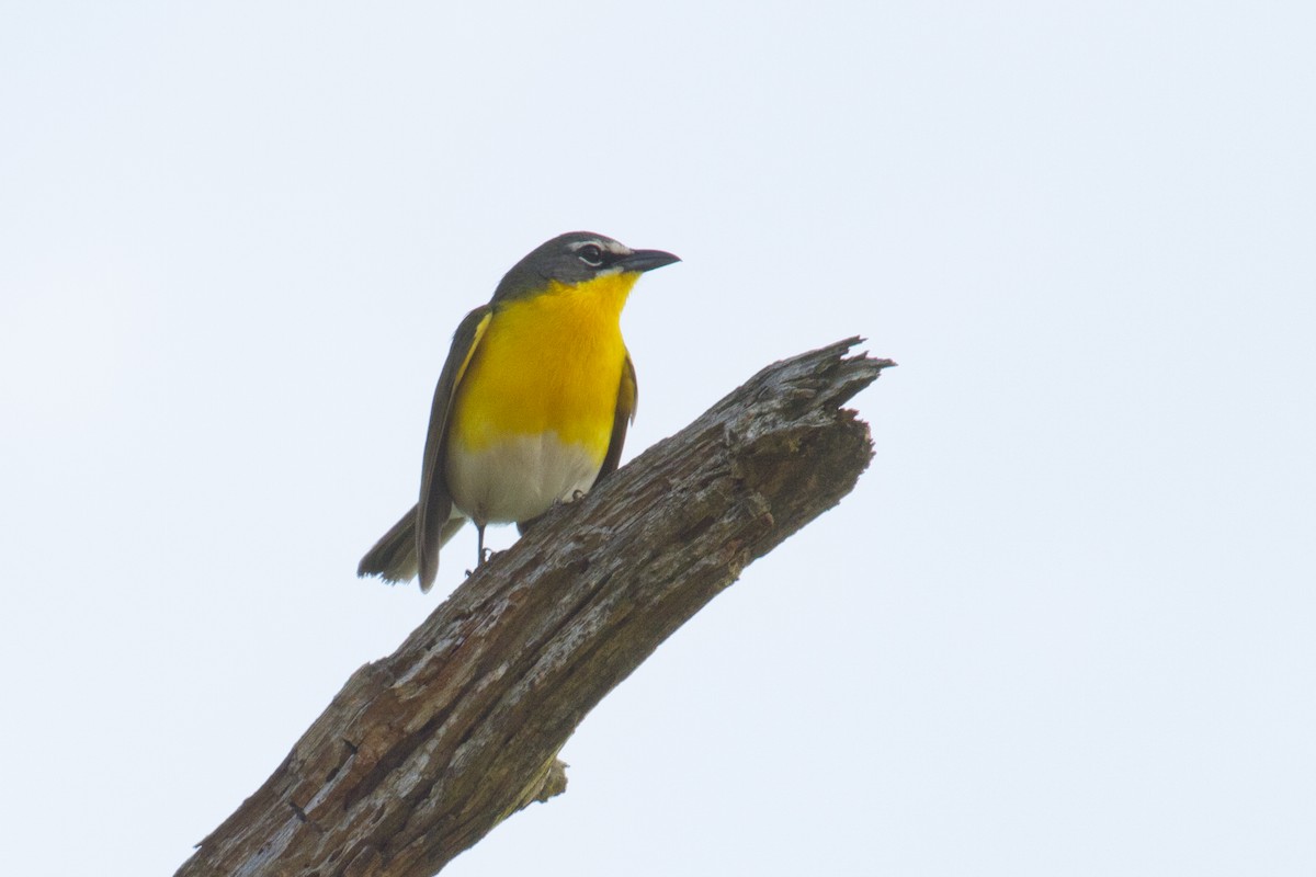 Yellow-breasted Chat - ML98979411