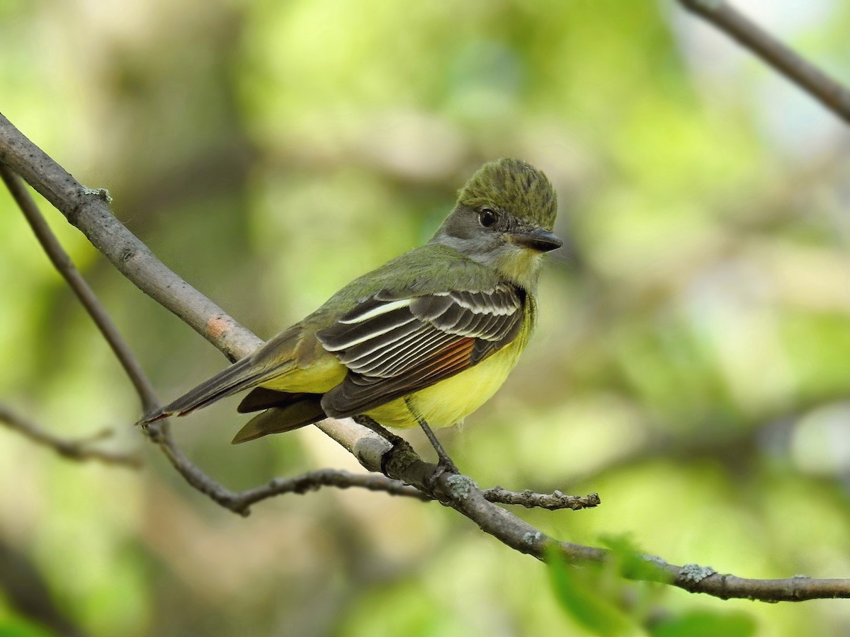 Great Crested Flycatcher - ML98980041