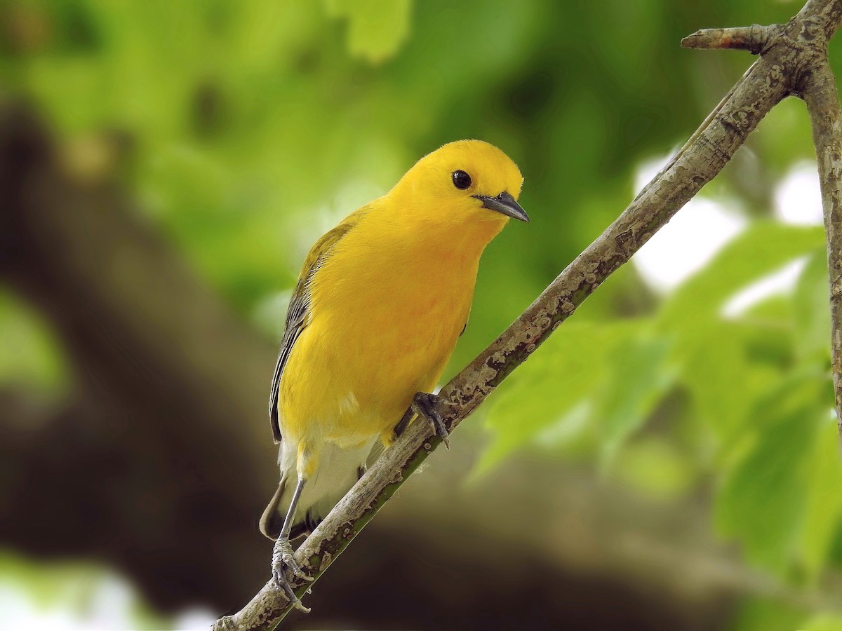 Prothonotary Warbler - ML98980261