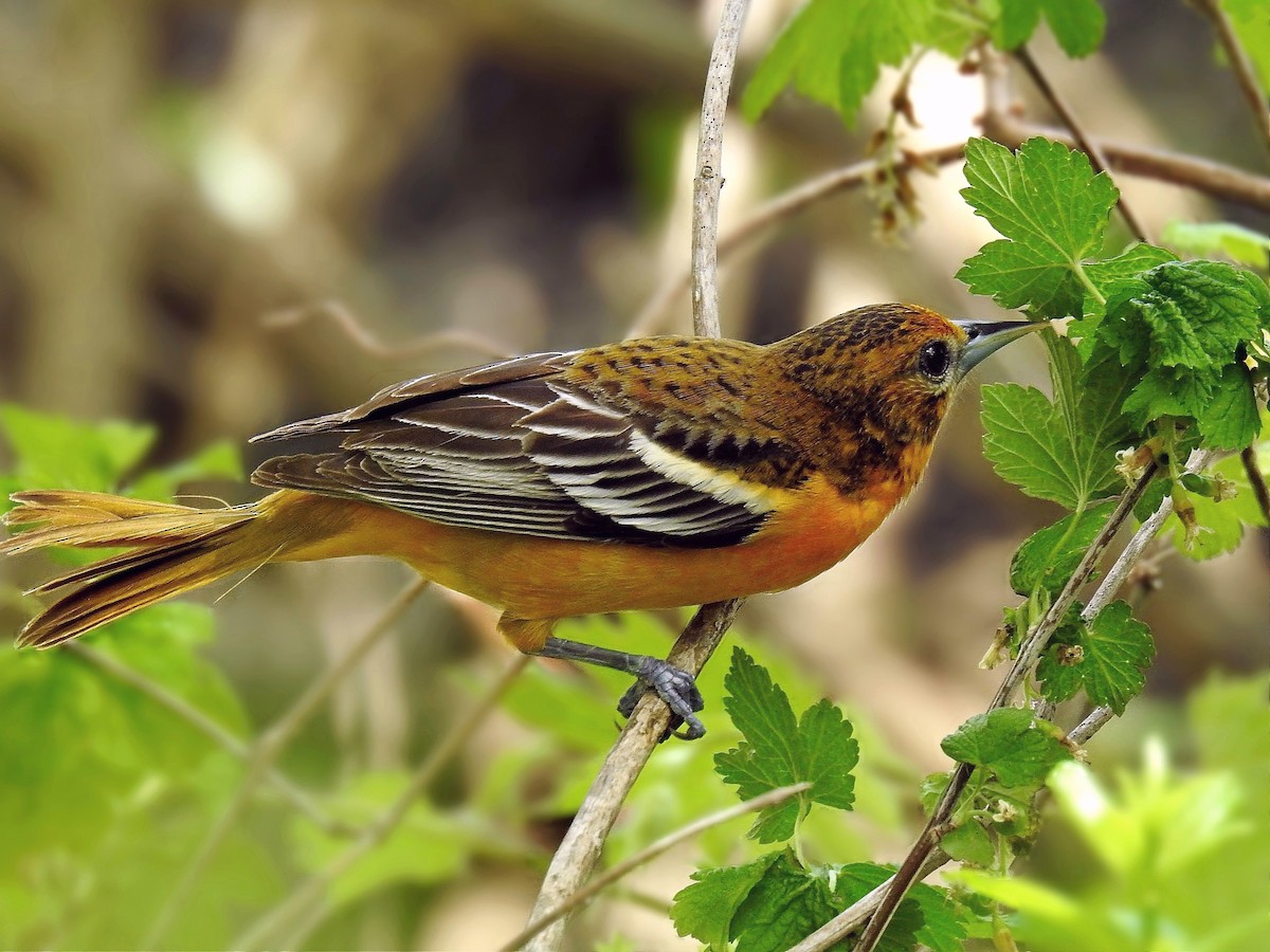 Baltimore Oriole - ML98980551