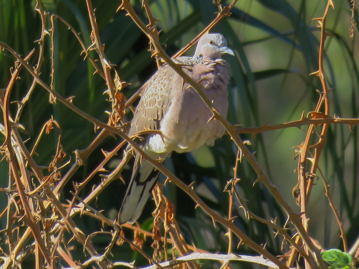 Tórtola Moteada - ML98981361