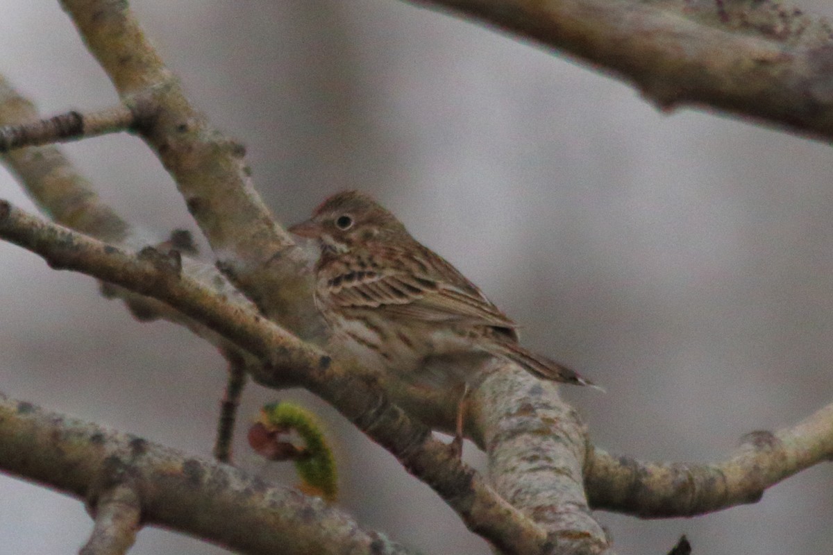 Vesper Sparrow - ML98982191