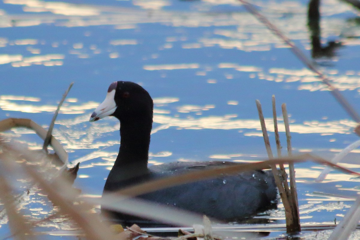 American Coot - ML98983691