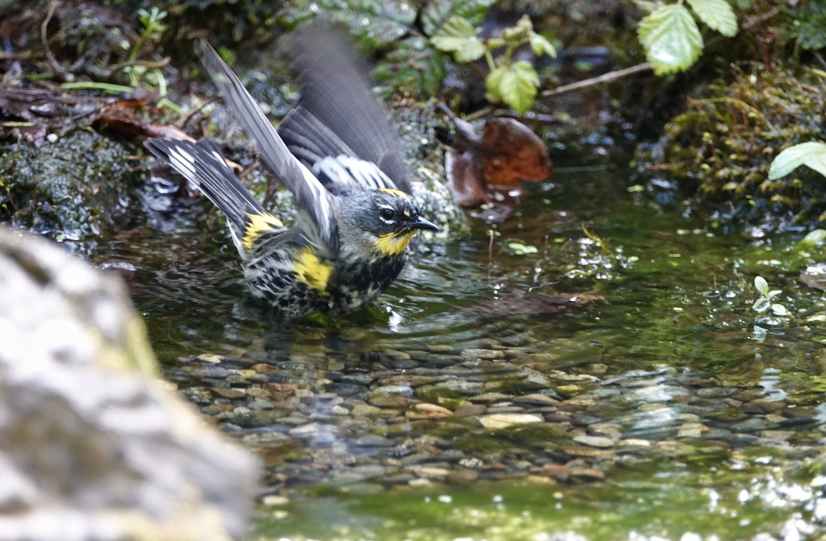 Yellow-rumped Warbler (Audubon's) - Leah Ramsay