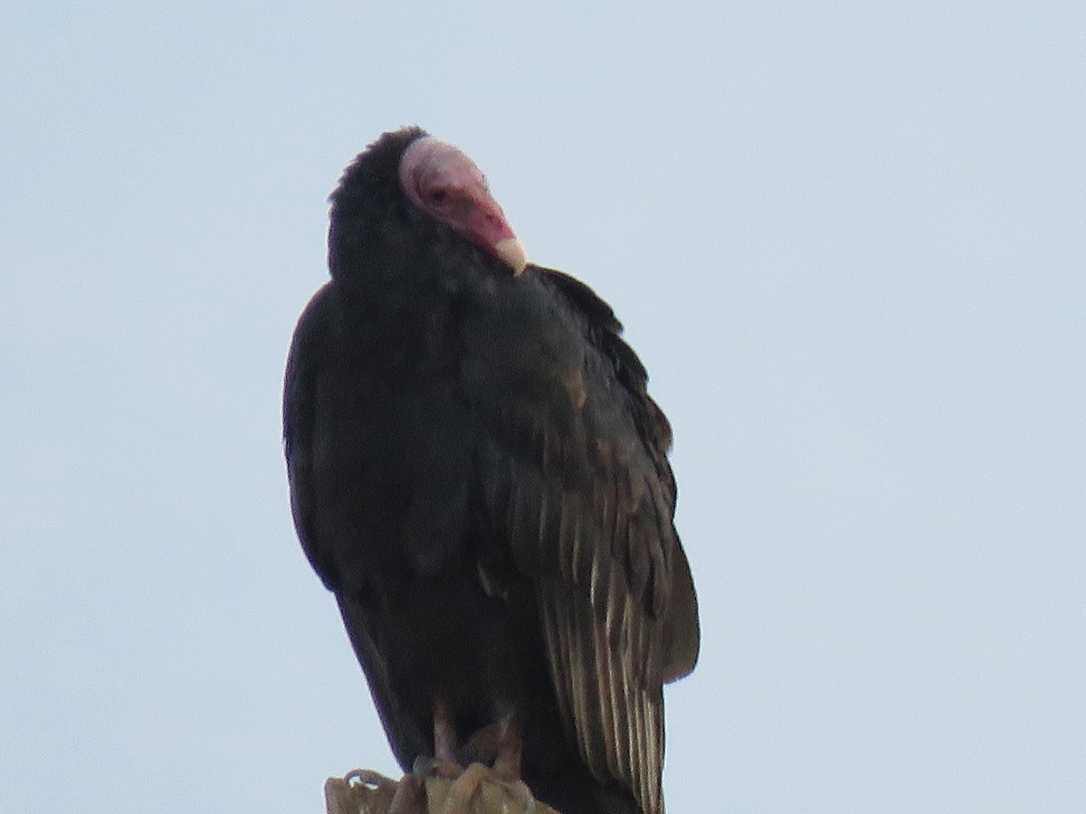 Turkey Vulture - maria oviedo